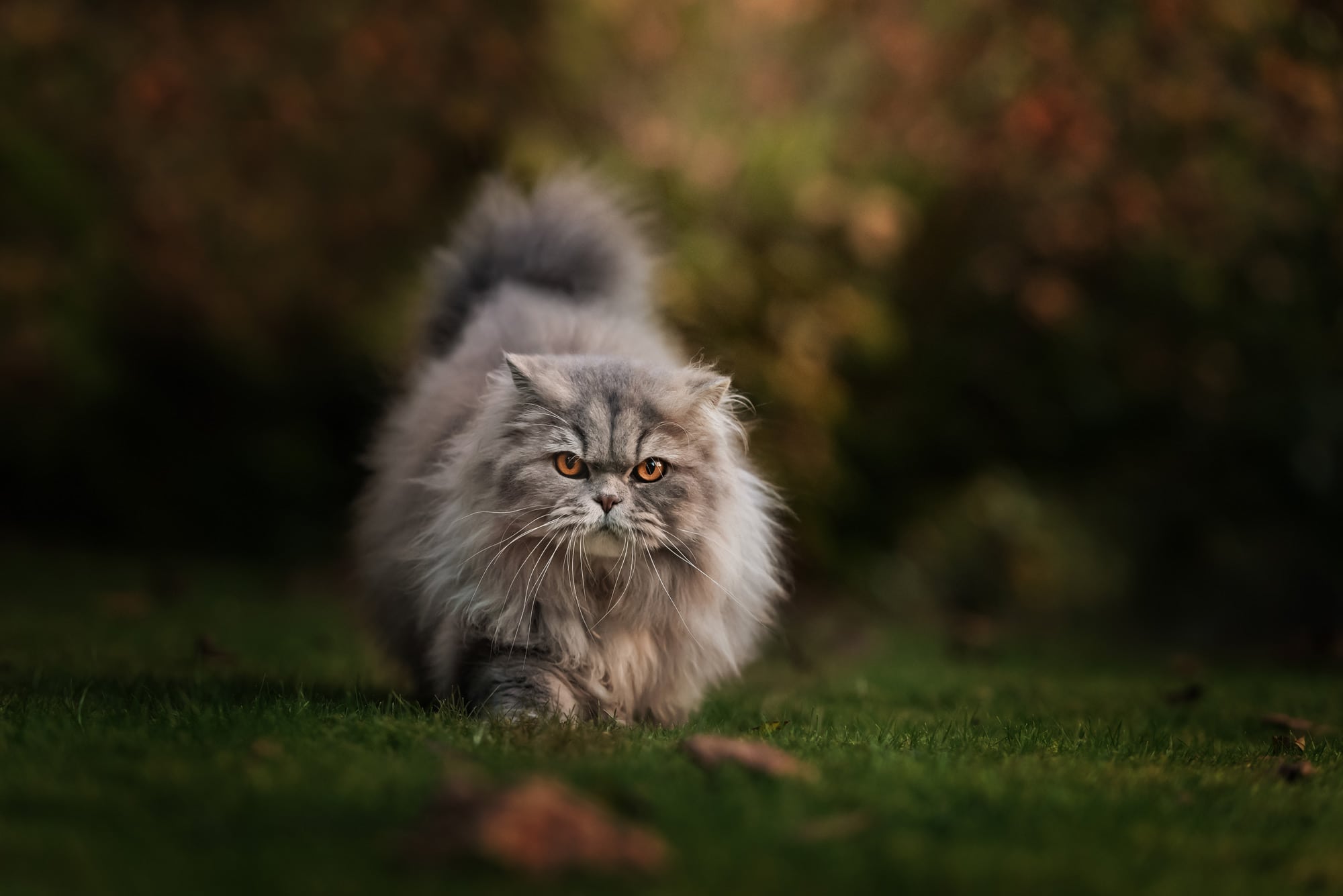 gray Persian cat with yellow eyes