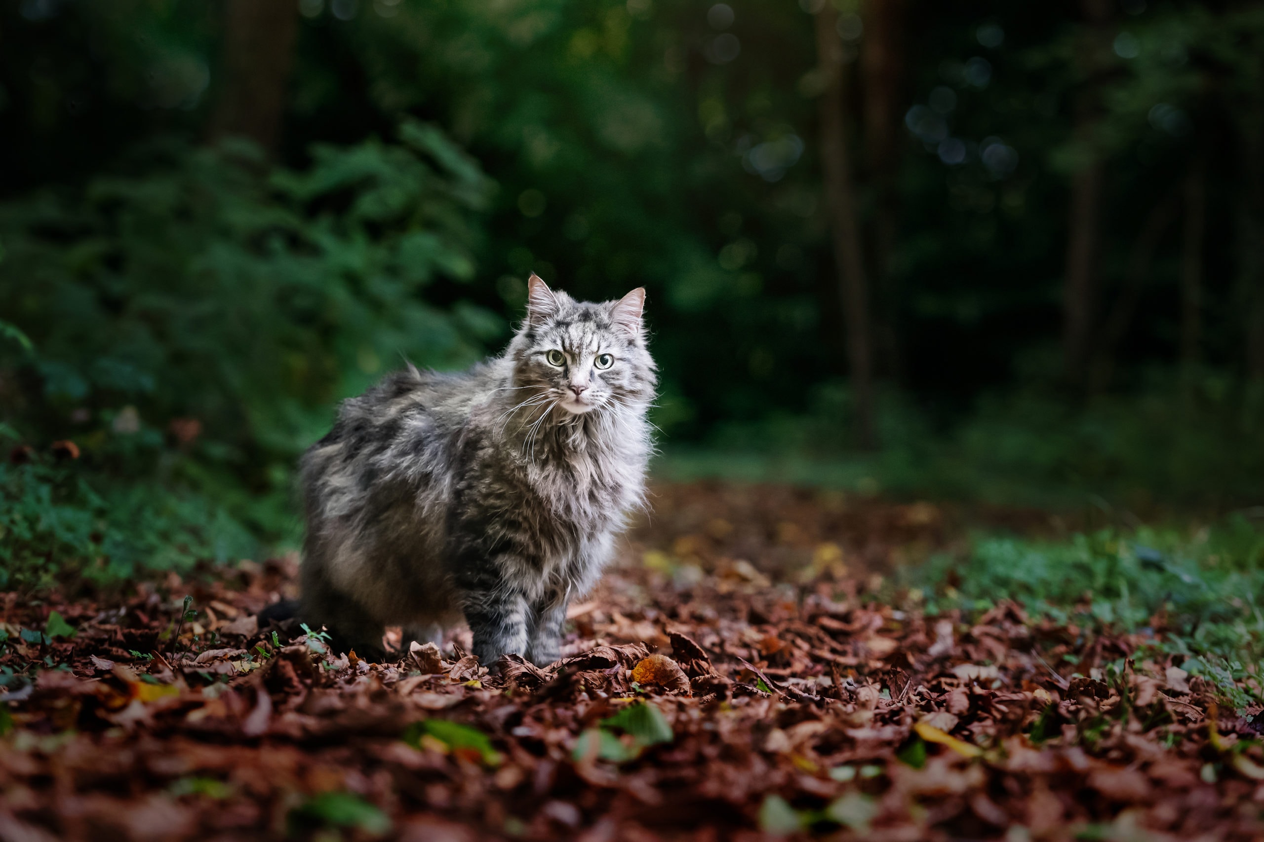 beautiful gray cat on a path with leaves