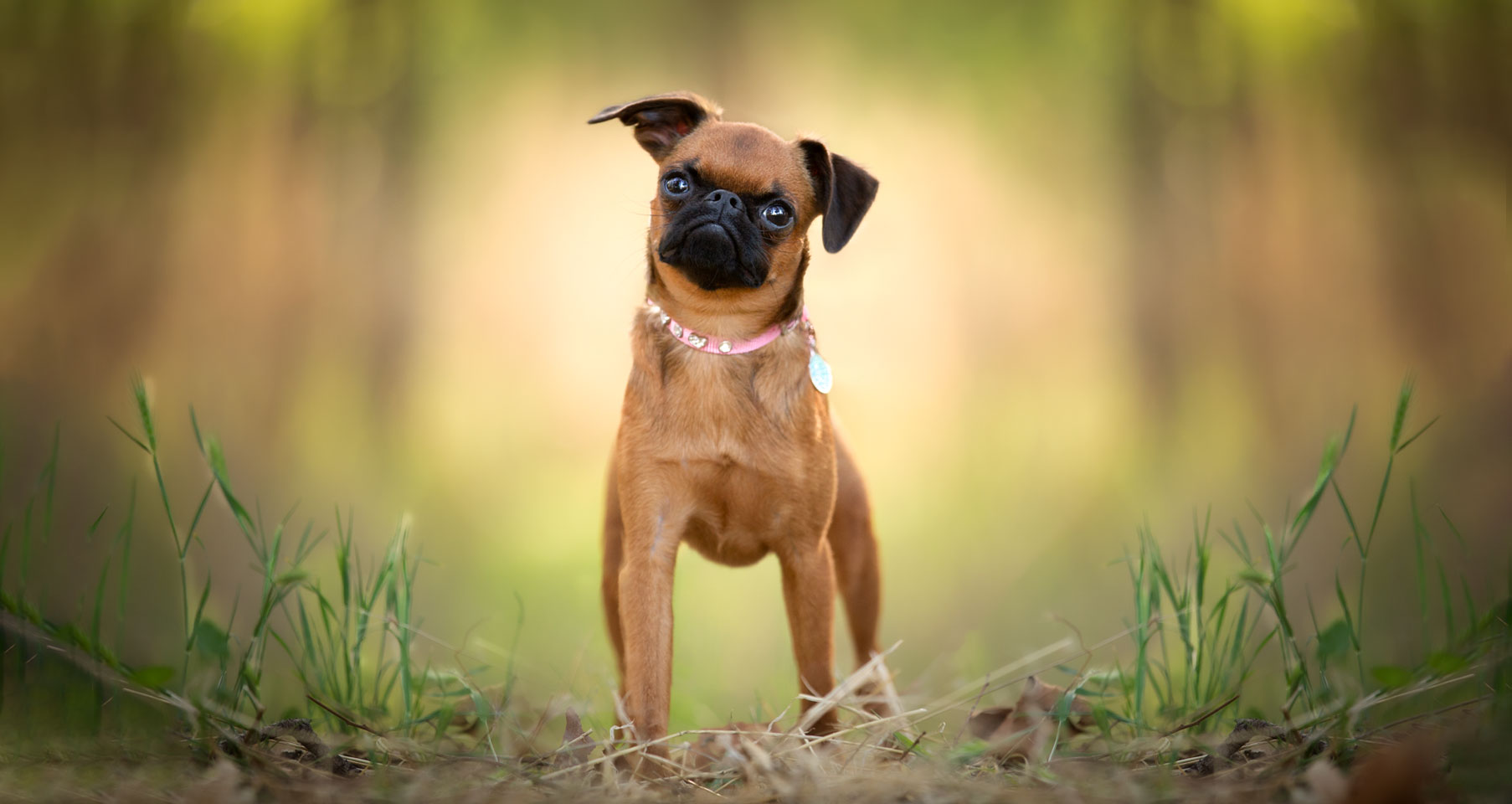 a small brown Belgian Griffon dog with a pink collar