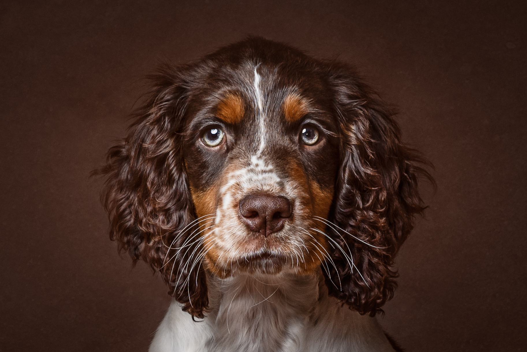 portrait of a brown and white springer spaniel puppy