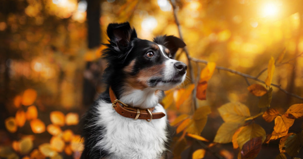 white and black and brown dog with a brown collar